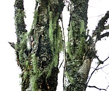 Skägglav (Usnea sp) utanför Sala 5782.jpg