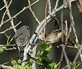 feeding a juvenile of Wahlberg's Honeyguide (Prodotiscus regulus)