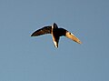 White-throated needletail