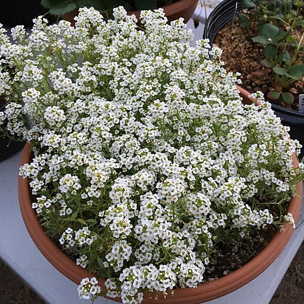 File:'Giga White' alyssum IMG 5053.jpg