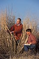 Technicians measuring switchgrass stem density and geometry at the upstream end of a riparian gully