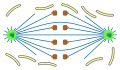 open orthomitosis