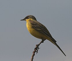 Dzeltenā cielava (Motacilla flava)