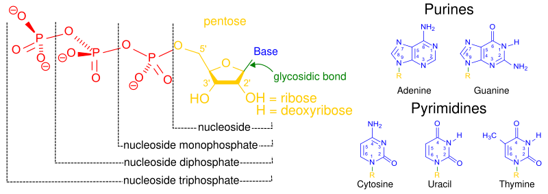 Nukleotidok