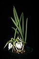 Brassavola nodosa var. nodosa