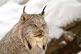 Lince do Canadá