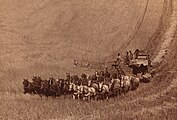 Een combine getrokken door 33 paarden op een heuvelachttig veld.