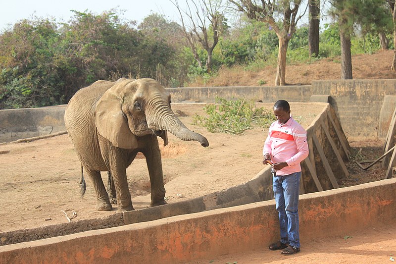 File:FEEDING ELEPHANT WITH BISCUITS NOT GRASS IN JOS.jpg