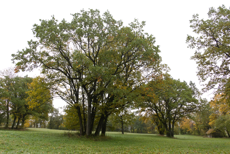 File:Grebenhain Grebenhain Pasture Oaks 202310 E.png