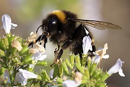 Hummel auf Bergminze.jpg