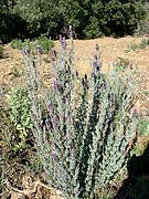 Izpilikua (Lavandula angustifolia)