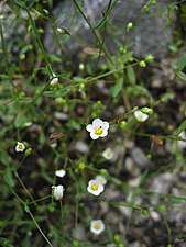 Vildlin Linum catharticum. Duger ej till spånad.