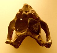 Placochelys placodonta skull seen from below