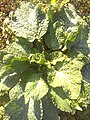 Borage (Μπουράντζα, Πουράτζινα)