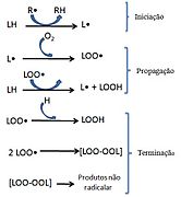 Representação das etapas da peroxidação lipídica.jpg