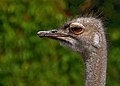 The common ostrich