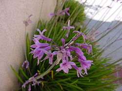 Tulbaghia violacea.