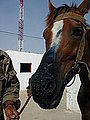 tchivå dandjreus avou d' l' abronemôze, médyî på tchvalî å bleu d' metilinne