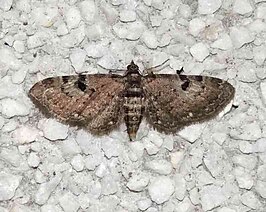 Eupithecia yazakii