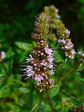 Mentha spicata L. var. viridis L.