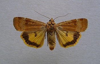 Storfläckigt bandfly, Noctua interposita