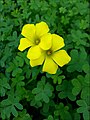 Oxalis pes-caprae in Israël