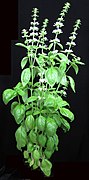 Ocimum basilicum 15-p.bot-ocim.basil-01.jpg