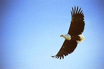 飛行的成鳥，攝於肯尼亚巴林戈湖