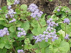 Meksikinis žydrūnis (Ageratum houstonianum)