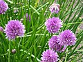 Pažitka pobřežní (Allium schoenoprasum)