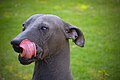 Xoloitzcuintlearen burua.