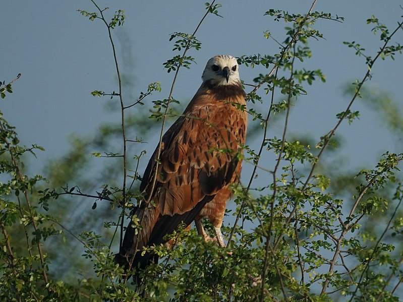 File:Black-collared Hawk (16500259086).jpg