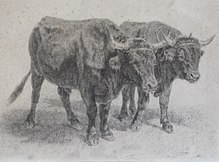 lithographie montrant une paire de bœufs attelés. Leur robe unie est sombre et les cornes bien développées.