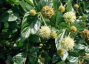 Knapbusk (Cephalanthus occidentalis) i blomst.