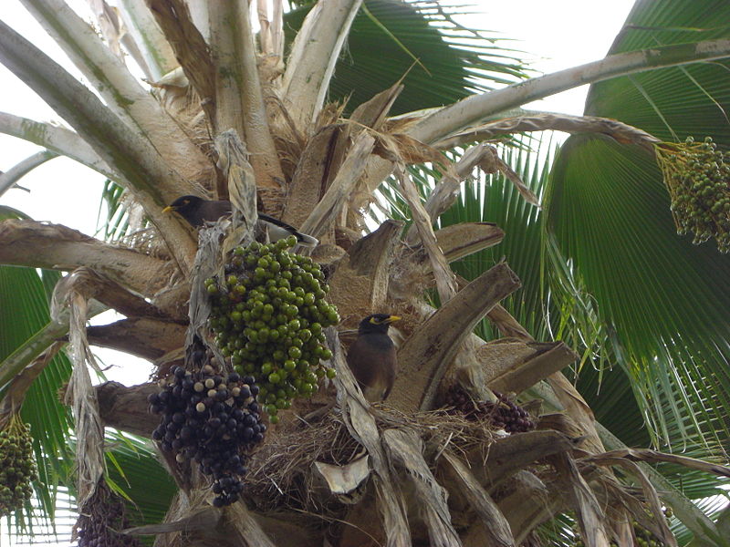 File:Common Myna-miná común (Acridotheres tristis), Honolulu, Oahu, Hawaii, USA.jpg