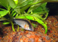 Corydoras arcuatus