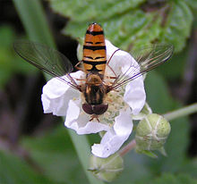 2004 Hainschwebfliege