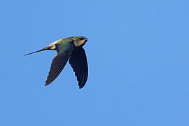 Grey-rumped Treeswift 0A2A6147.jpg