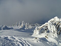 Les hauts de la Schlucht en hiver, arbres recouverts de neige en décembre 2012.