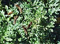 caterpillars on leaves of Senecio jacobaea