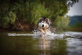 Alaskan Malamute in the Ruza Reservoir