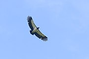 King vulture sighted in the area