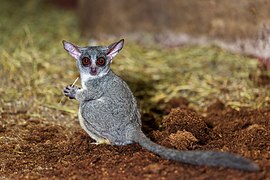 Galago senegalensis