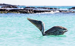 Tragando peces