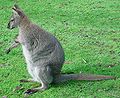 Bennett-kenguru (Macropus rufogriseus)