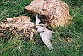 River tern nestling learning to fly, Bhadra WLS