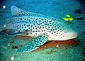 Sur un requin-zèbre (ou requin-léopard).