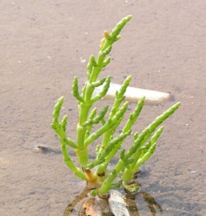 Rölken (Salicornia europaea) bi a waaskaant.