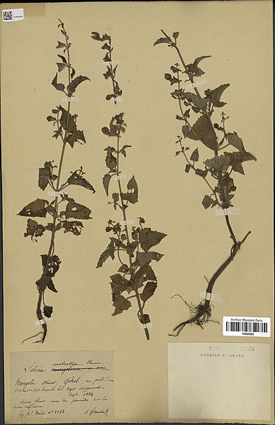 File:Salvia umbratica.jpg