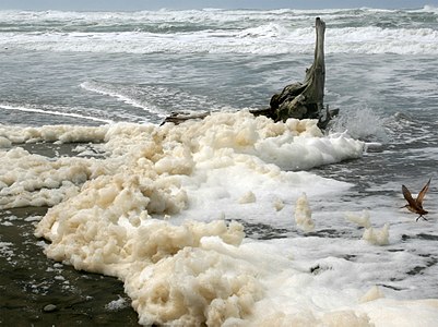 Sea foam, by Mila Zinkova